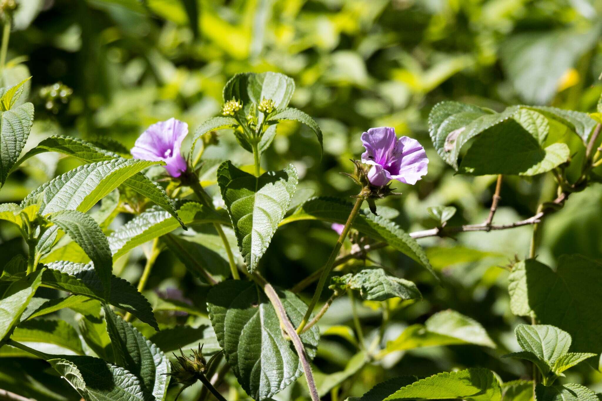 Image of Small Morning Glory