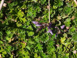 Image of Gentianella rapunculoides (Willd. ex Schultes) J. S. Pringle