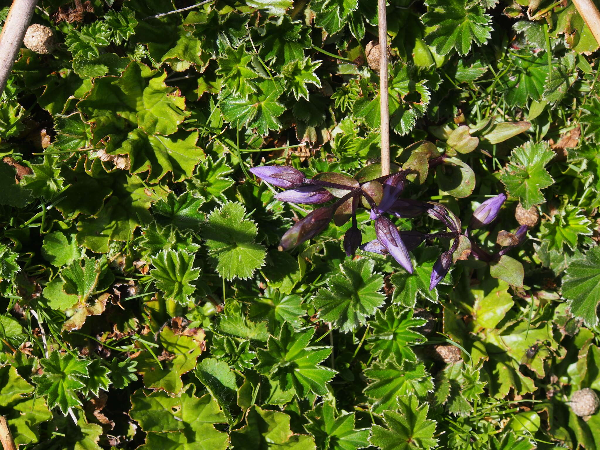 Image of Gentianella rapunculoides (Willd. ex Schultes) J. S. Pringle