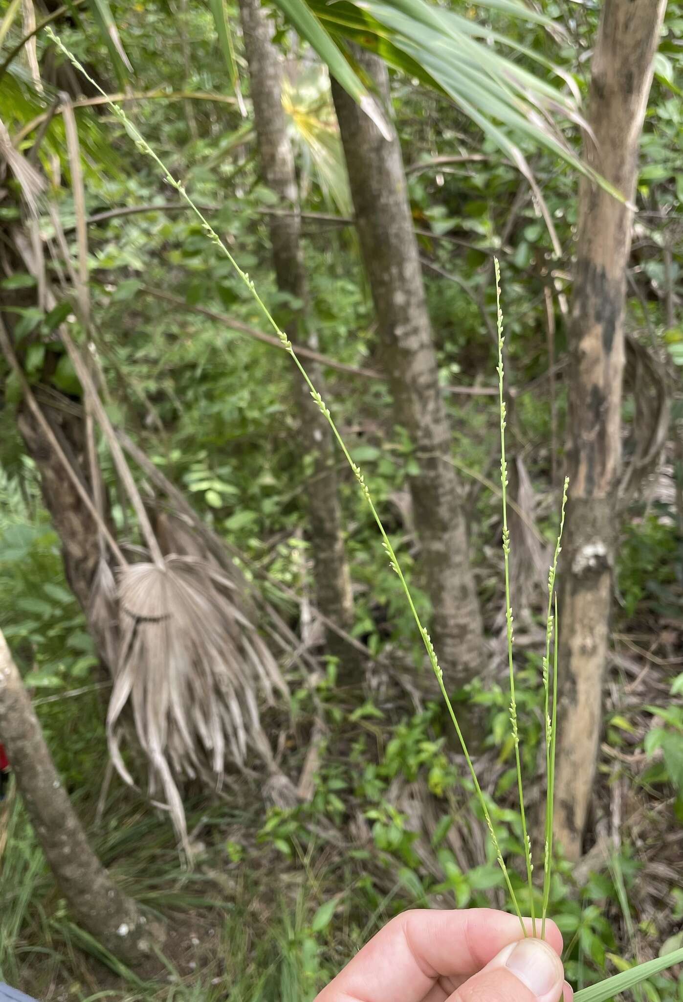 Image of Chapman's bristlegrass