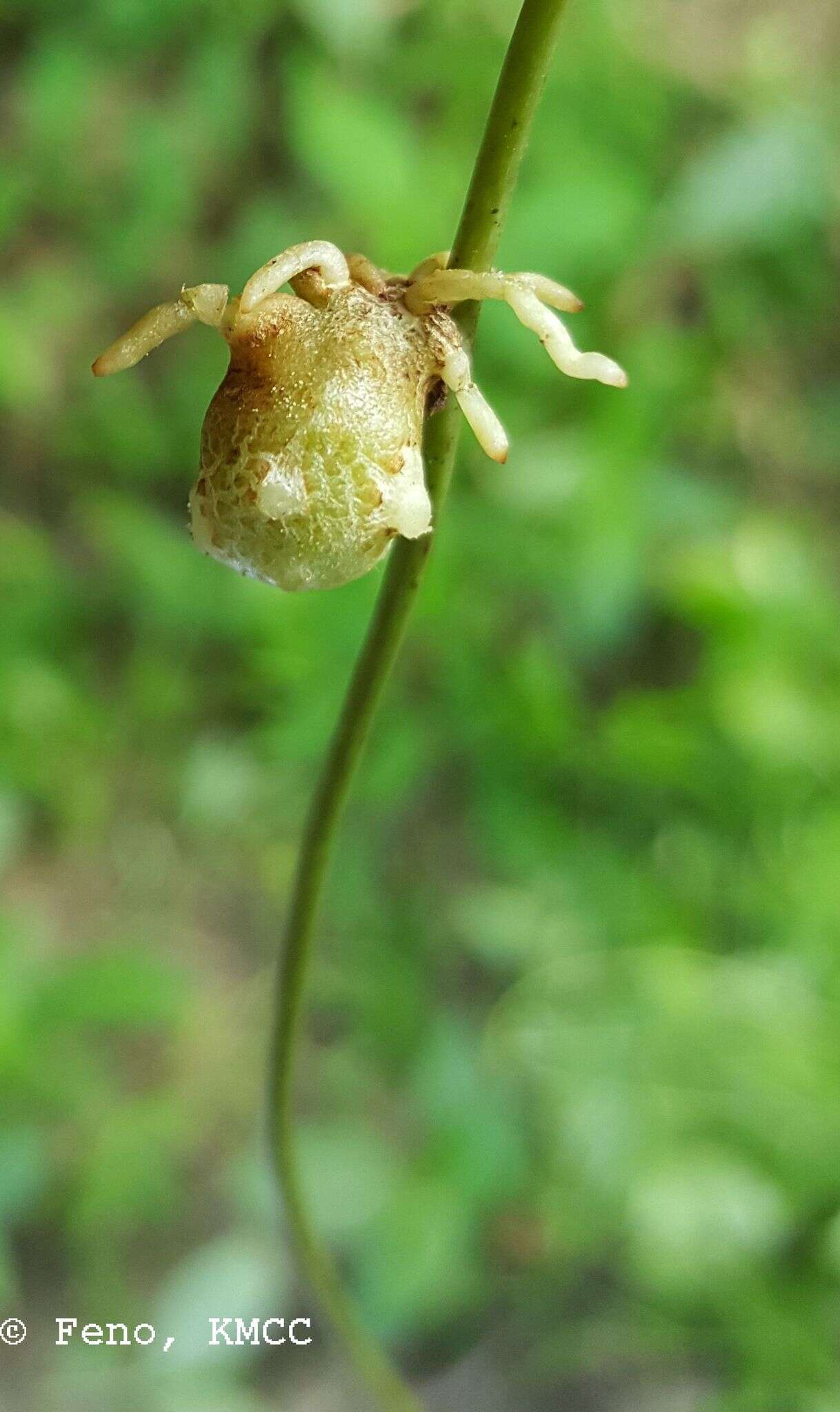 Image de Dioscorea quartiniana A. Rich.