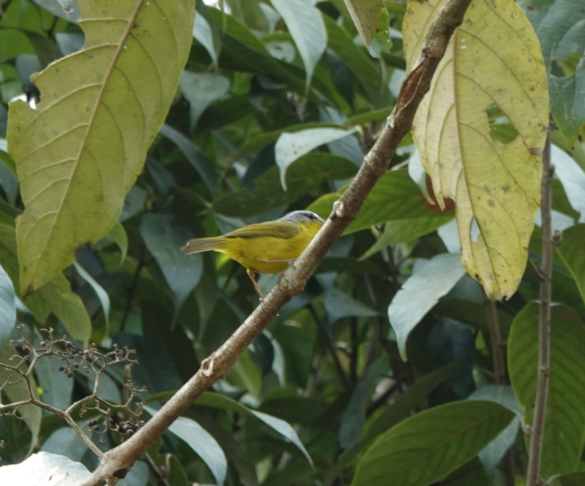 Image of Grey-hooded Warbler