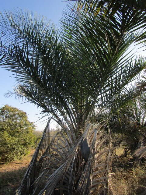 Imagem de Syagrus coronata (Mart.) Becc.