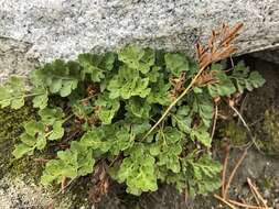 Sivun Cryptogramma acrostichoides R. Br. apud Richards. kuva