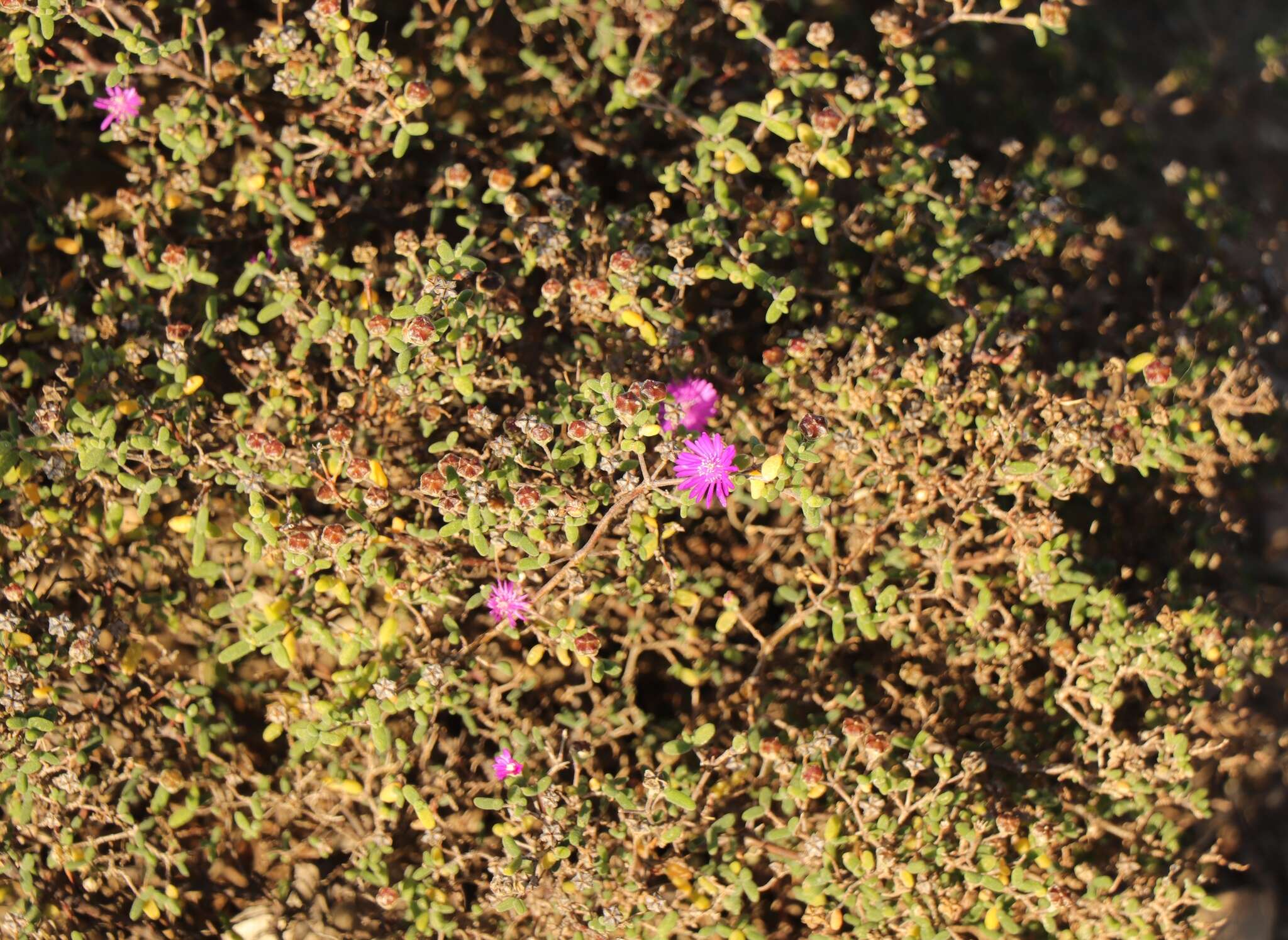 Imagem de Drosanthemum autumnale L. Bol.