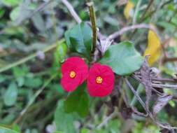 Euphorbia geroldii Rauh resmi