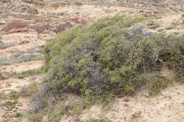 Image of California desert-thorn