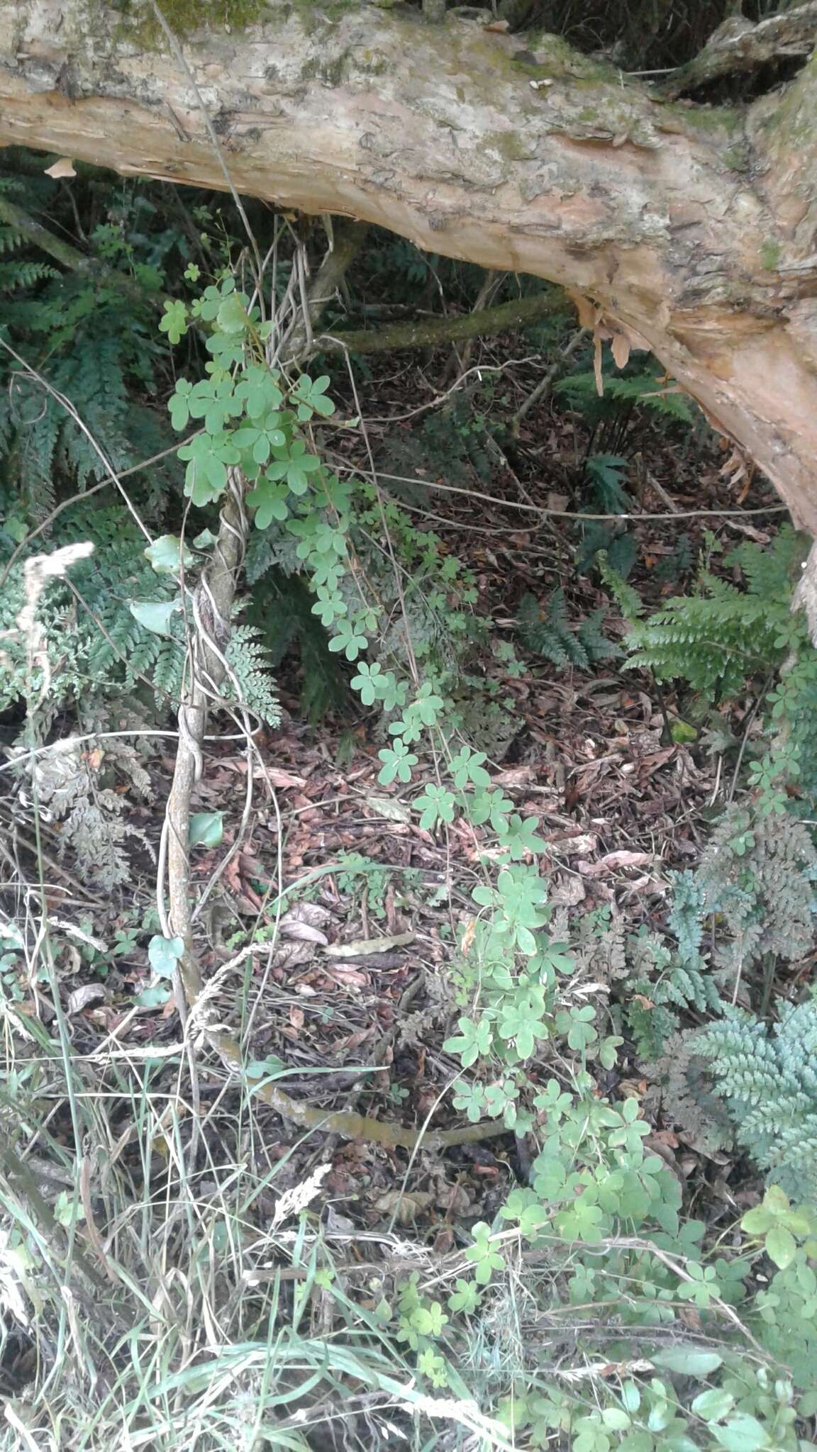 Tropaeolum speciosum Poepp. & Endl. resmi