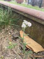 Image of boreal yarrow