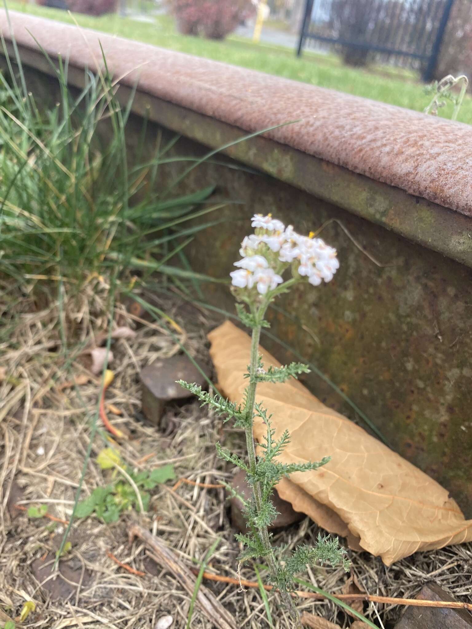 صورة Achillea millefolium var. borealis (Bong.) Farw.