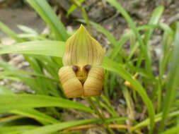 Image of Maxillaria egertoniana (Bateman ex Lindl.) Molinari