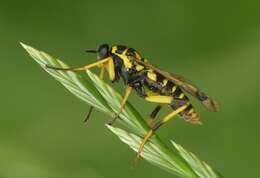 Image of Wasp Wood-soldierfly