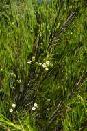 Image de Dracophyllum rosmarinifolium (Forst. fil.) R. Br.