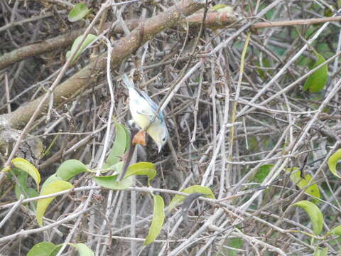 Image of White-eared Conebill