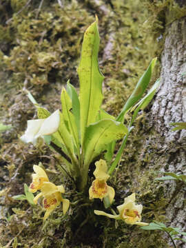 Image of Ixyophora luerorum (R. Vásquez & Dodson) P. A. Harding