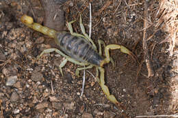 Image of Hadrurus anzaborrego Soleglad, Fet & Lowe 2011