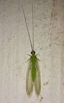 Image of Ceraeochrysa lineaticornis (Fitch 1855)