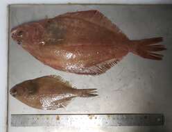 Image of Hippoglossoides