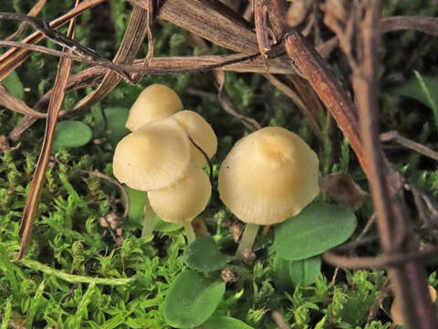 Image of Ivory Bonnet