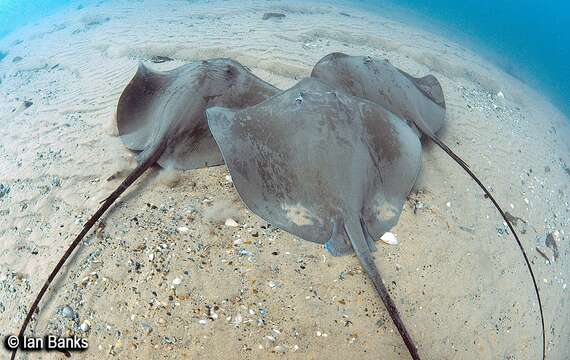 Image of Pink Whipray