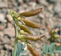 Image of Astragalus oophorus var. oophorus