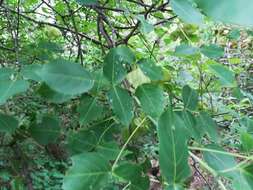 Image of Staphylea pringlei S. Wats.