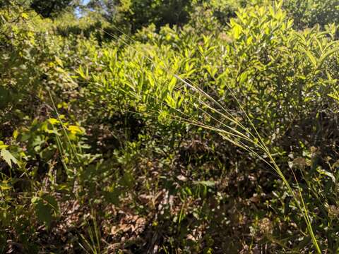 Imagem de Stipa spartea Trin.