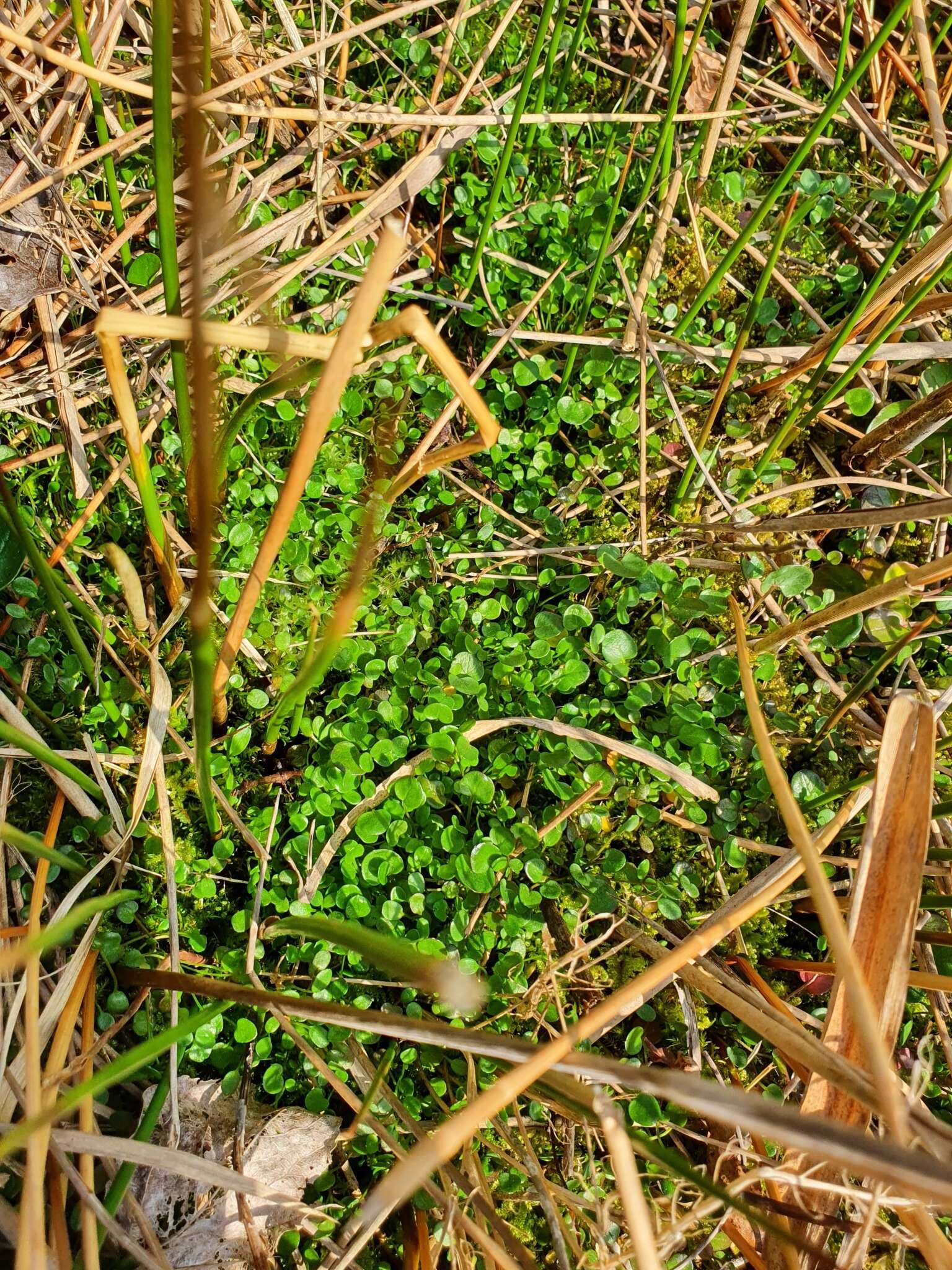 Image of Cochlearia bavarica Vogt