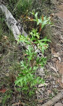 Image of Grevillea ramosissima Meissn.