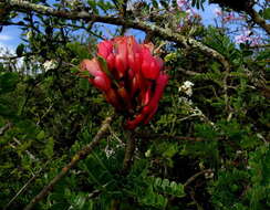 Image of Hottentot's Bean