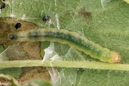 Image of Acleris schalleriana Linnaeus 1761