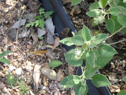 Image of Mexican croton