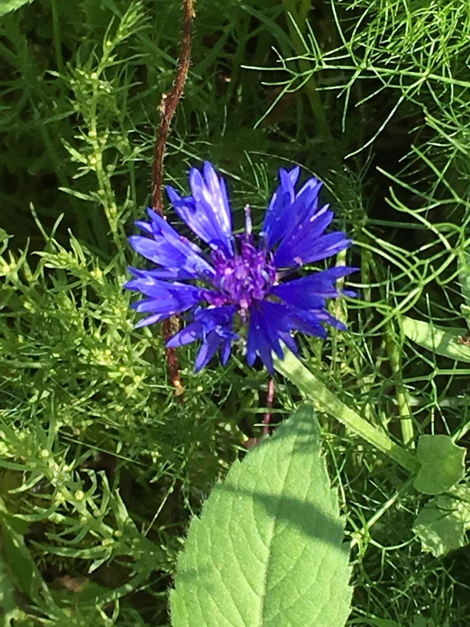 Image of Centaurea cyanoides Berggren & Wahlenb.