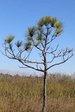 Image of south florida slash pine