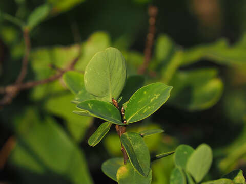 Image of Wikstroemia retusa A. Gray