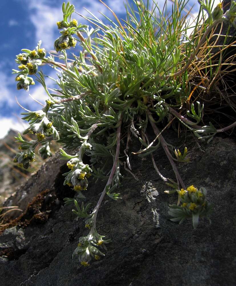 Image of Alpine Wormwood