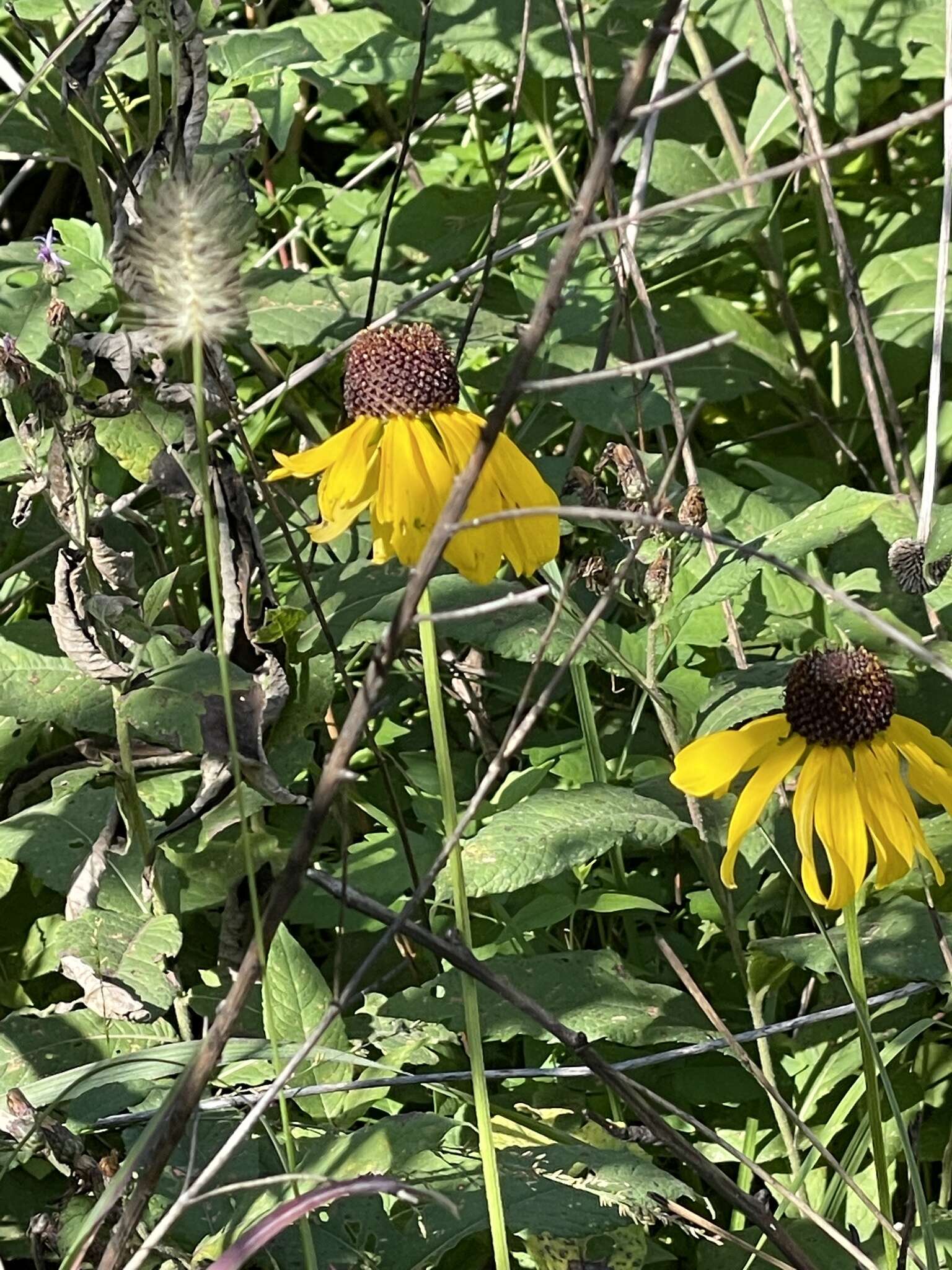 Image of rough coneflower