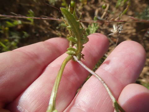 Image of Senecio littoreus Thunb.