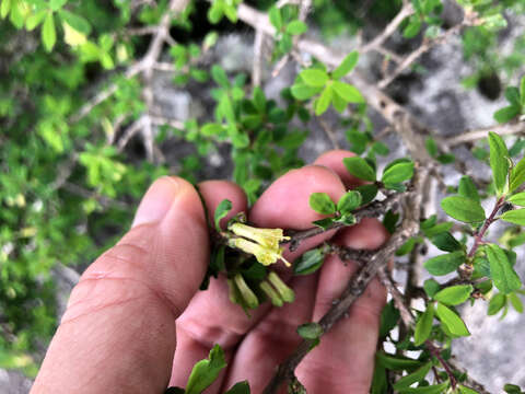 Lonicera kawakamii (Hayata) Masam.的圖片