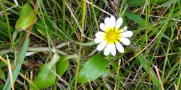 Image of Jaegeria glabra (S. Wats.) B. L. Robinson