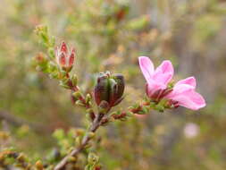 Image of Acmadenia matroosbergensis Phill.
