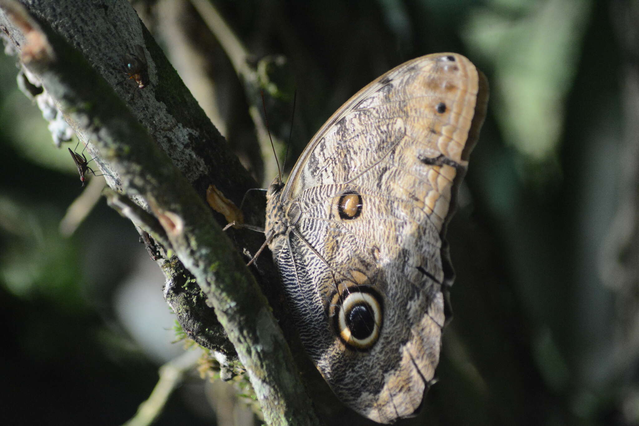 Imagem de Caligo brasiliensis Felder 1862