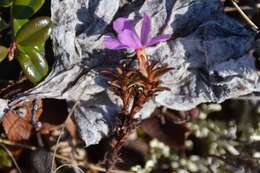 Image of Mackenzie River dwarf-primrose