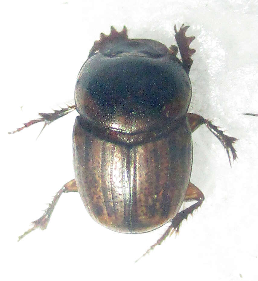 Imagem de Euonthophagus flavimargo (Orbigny 1902)