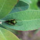 Image of Mogannia obliqua Walker & F. 1858