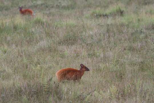 Image of Black-fronted Duiker