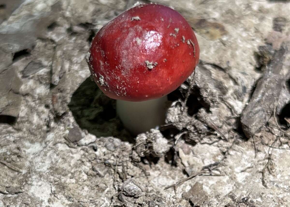 Image of Russula pseudopeckii Fatto 1998