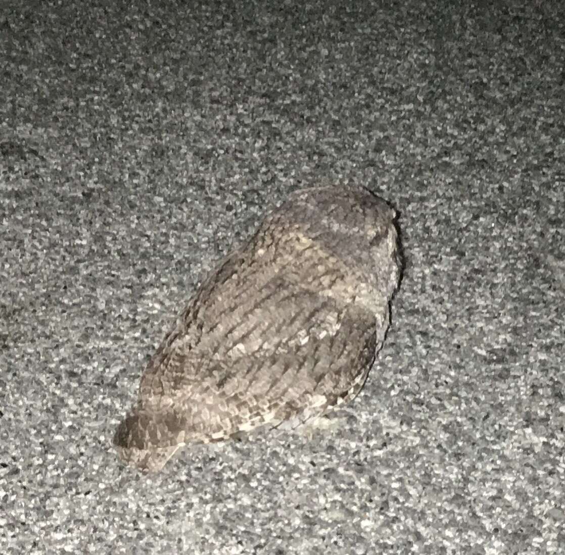 Image of Western Screech Owl