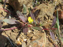 Image of San Bernardino suncup