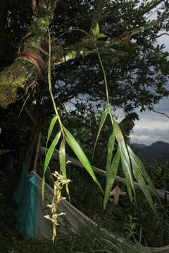 Image of Epidendrum hymenodes Lindl.